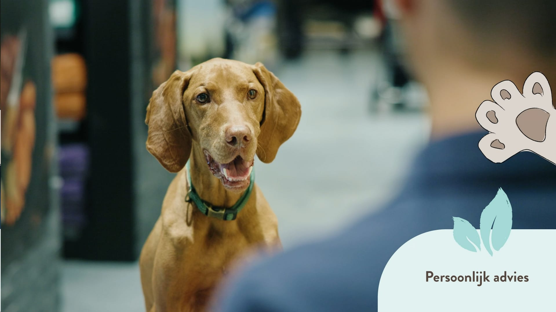 Videoportret - bedrijfsvideo - imagovideo -cats and dogs - catsendogs.be - campagne fotografie - portretfotografie - portretten - videoportret - Levi Lenaerts - blikopener - professionele fotografie en bedrijfsvideo's - www.blikopener.be